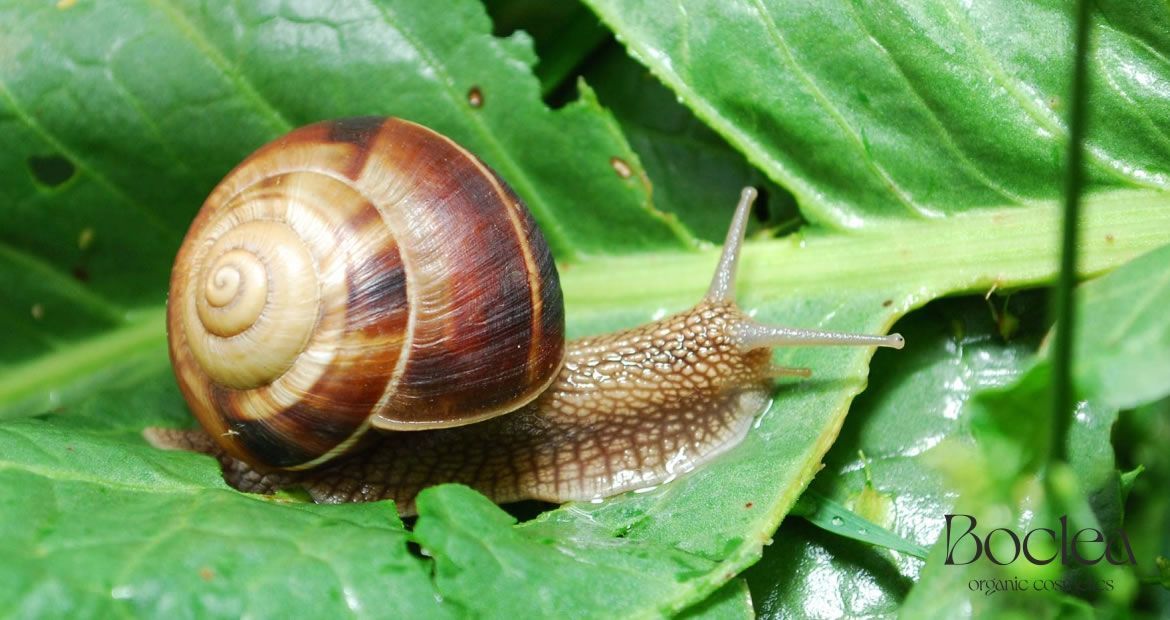 I benefici della bava di lumaca per i capelli